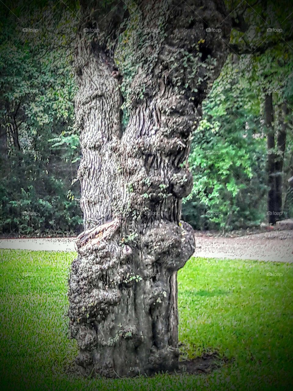 Interesting Tree Trunk
