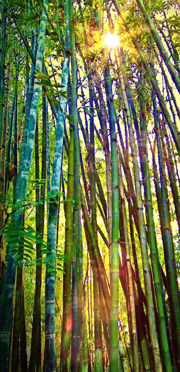 Bamboo forest in sunlight. Bamboo forest in sunlight