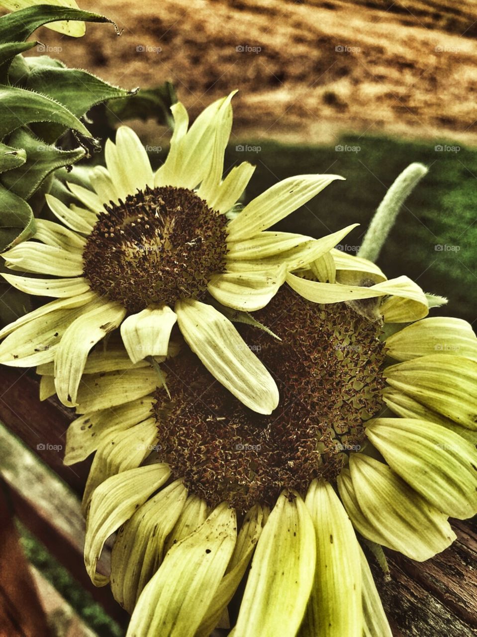 Sunflowers 