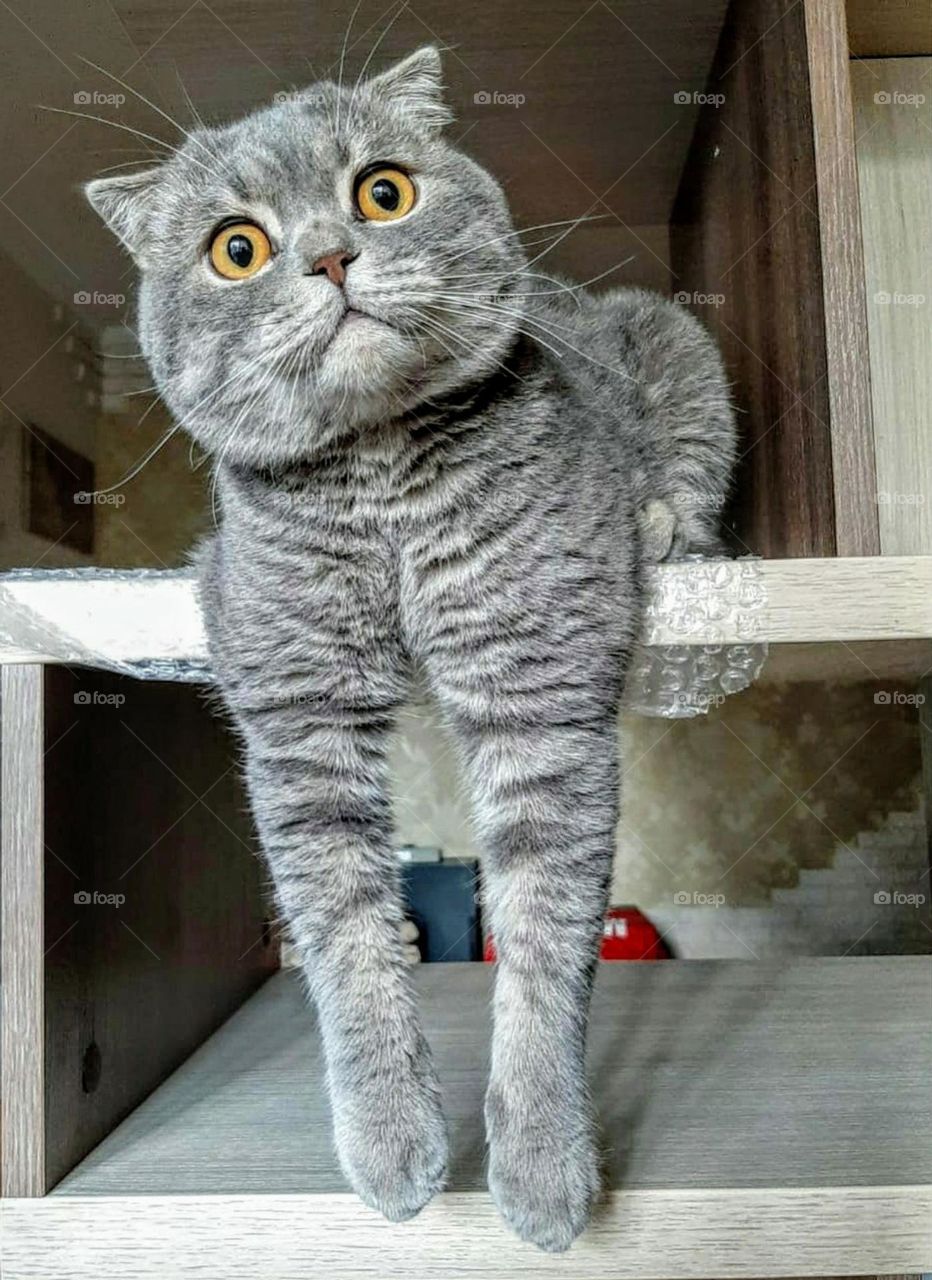 gray cat lies on a wooden shelf