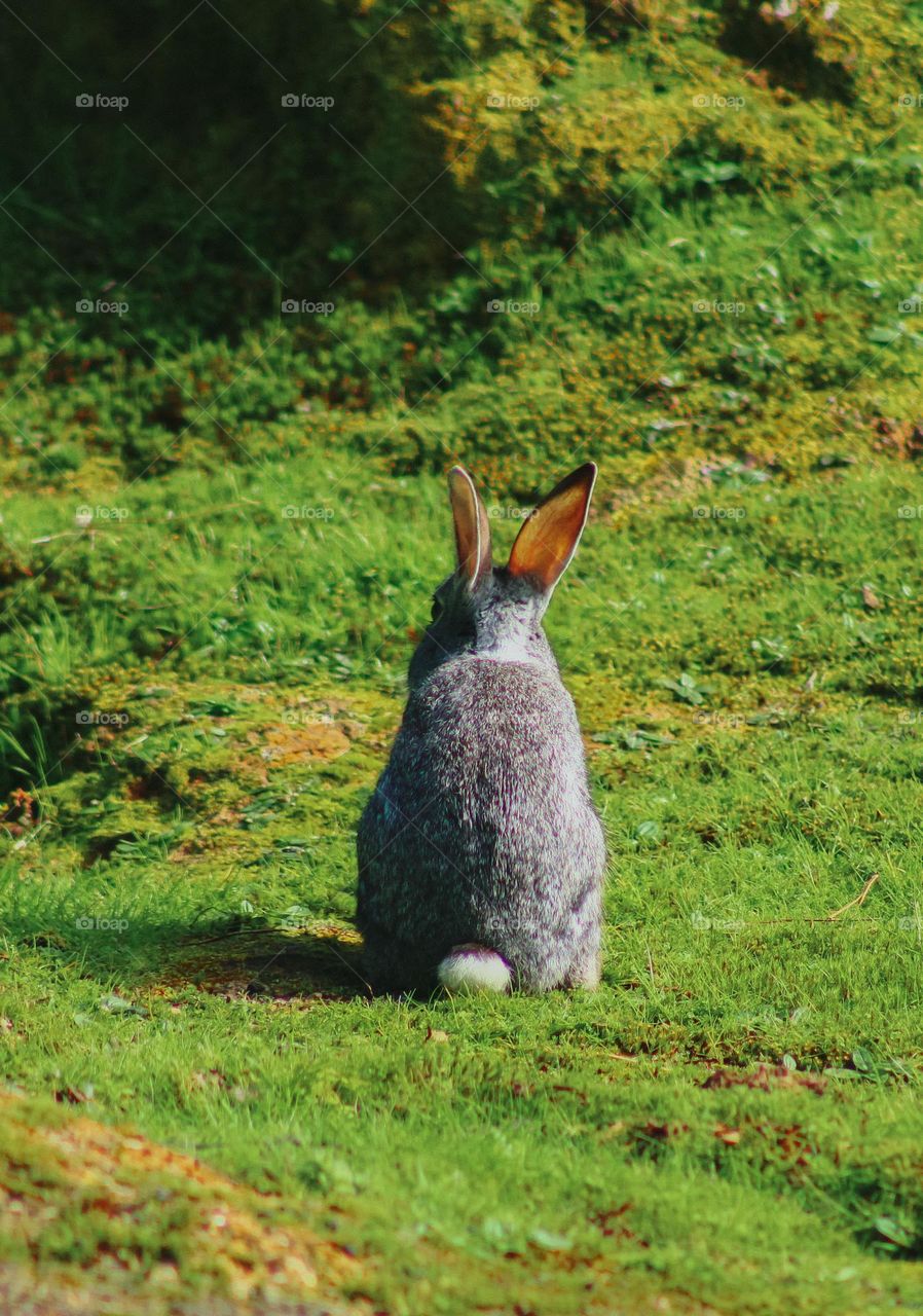 wild hare