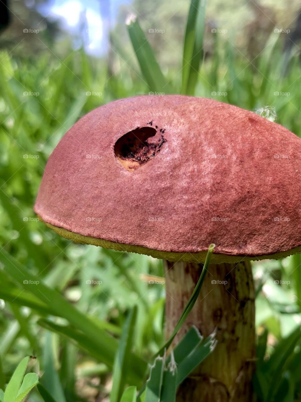 We have one mushroom!! Closeup of a red mushroom with an unfortunate hole, growing in the green grass with some blue sky in the background 🤍