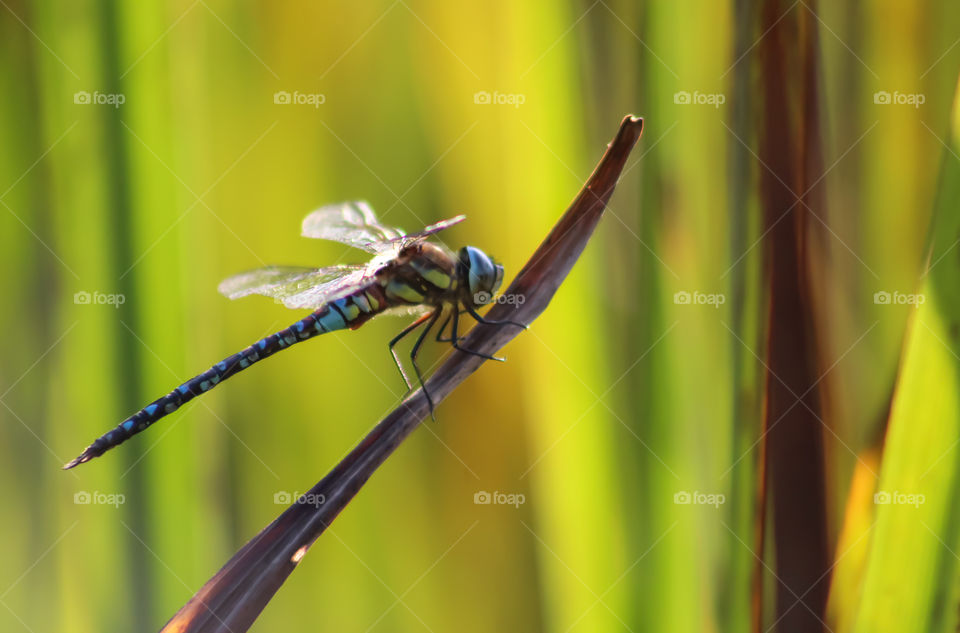 Dragonfly on grass, green and contrast!