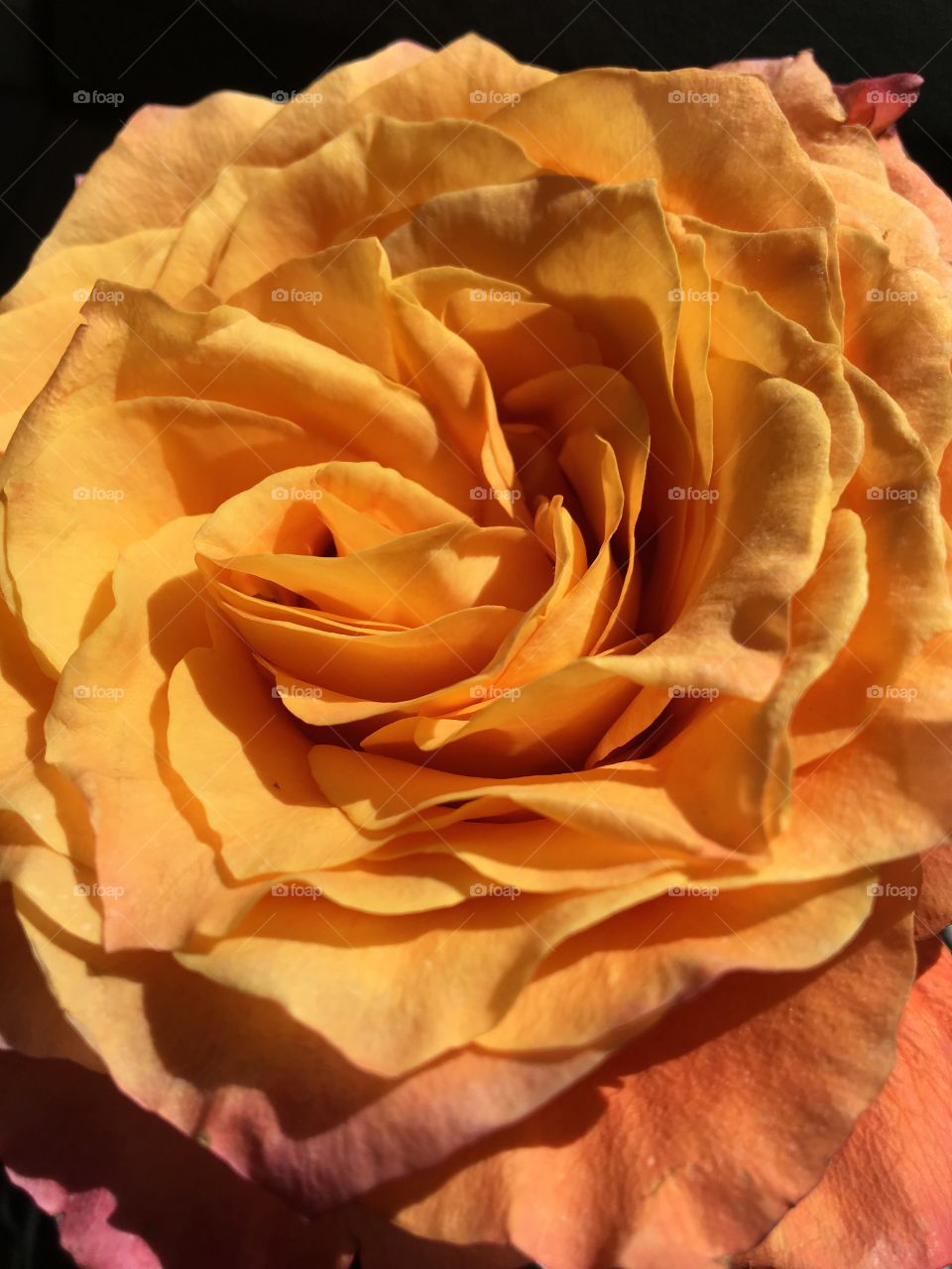 Peach Rose