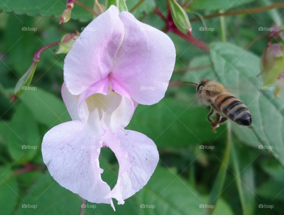 flying honeybee