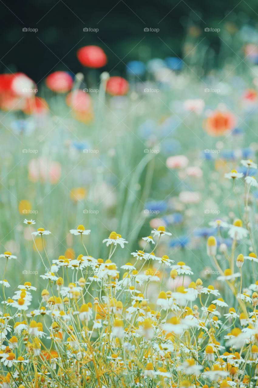 A photo of a garden in Japan with red poppies, and blue and yellow flowers in the foreground. 