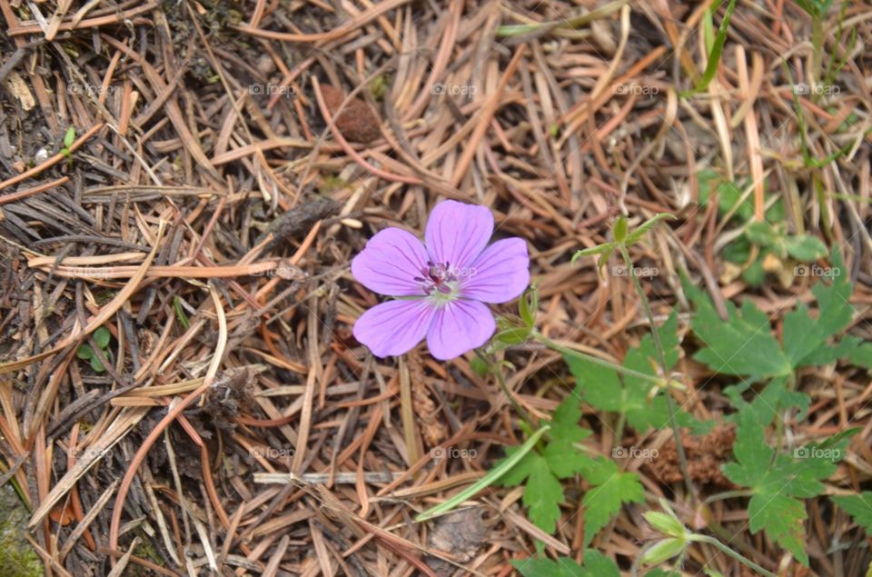 Nature, No Person, Flora, Outdoors, Flower