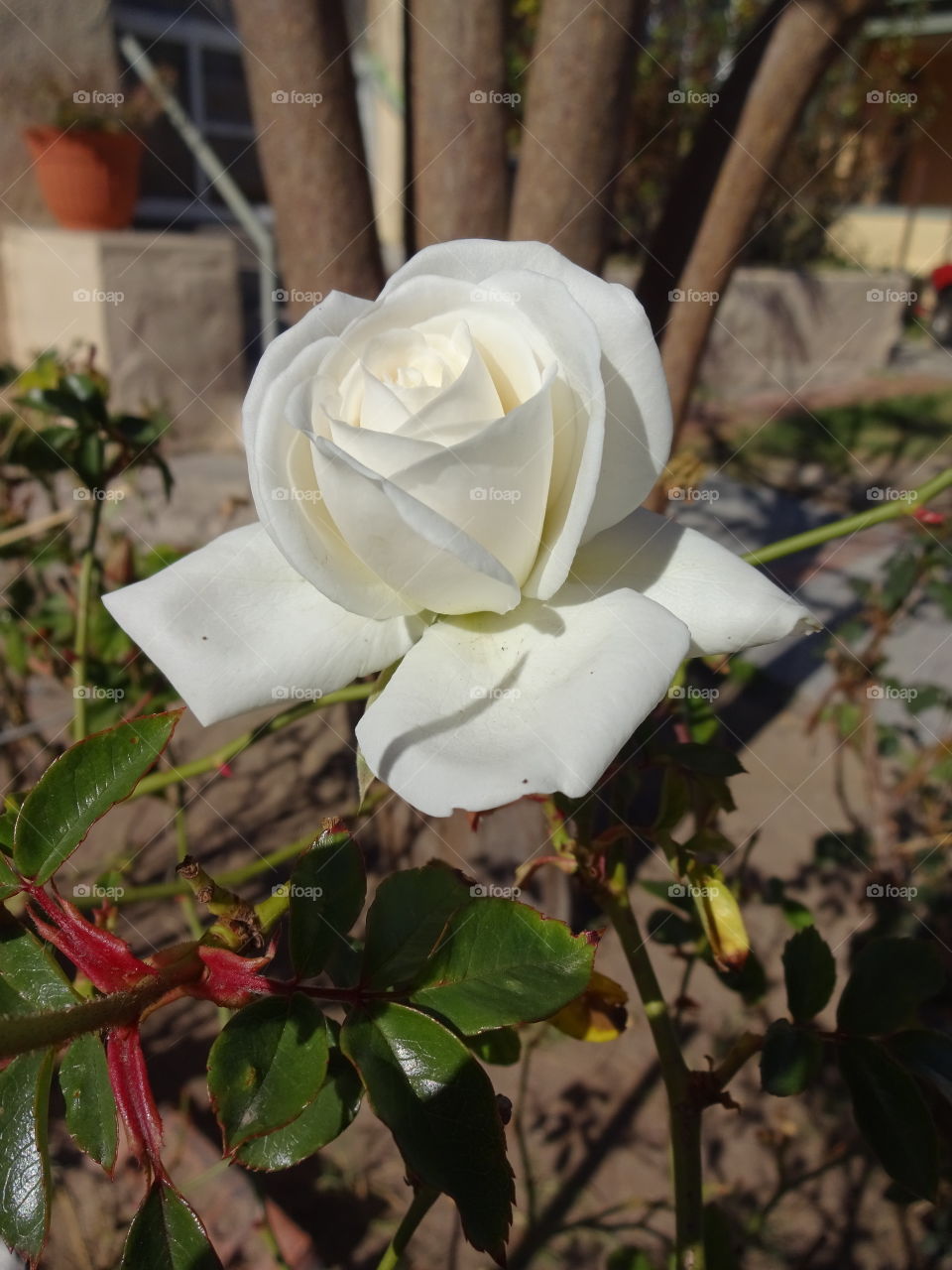 white rose