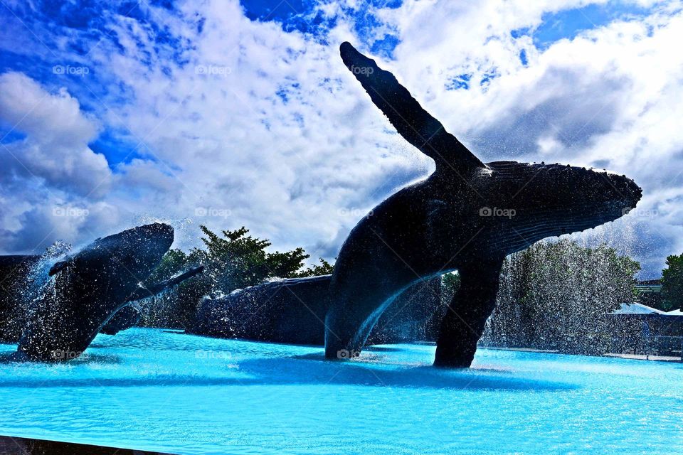 whale fountain
This is a landscaping of a museum park