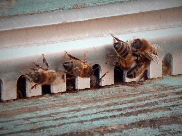 bee on arrival