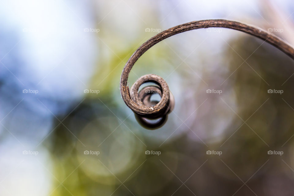 spiral dried out from a vine plant