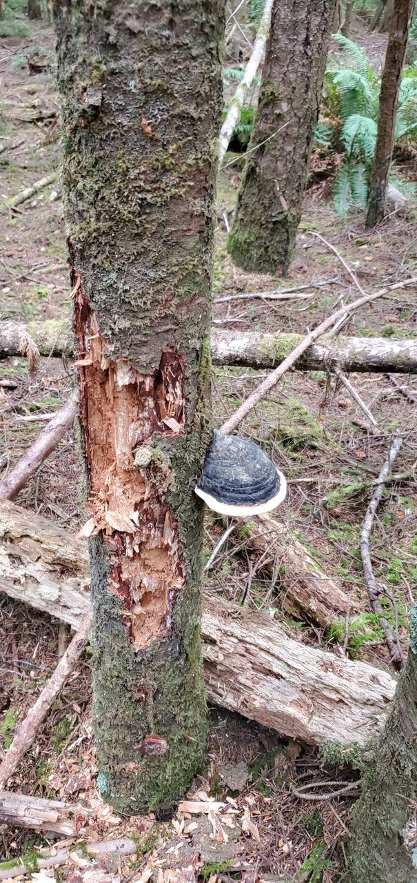 Mushroom growing on tree