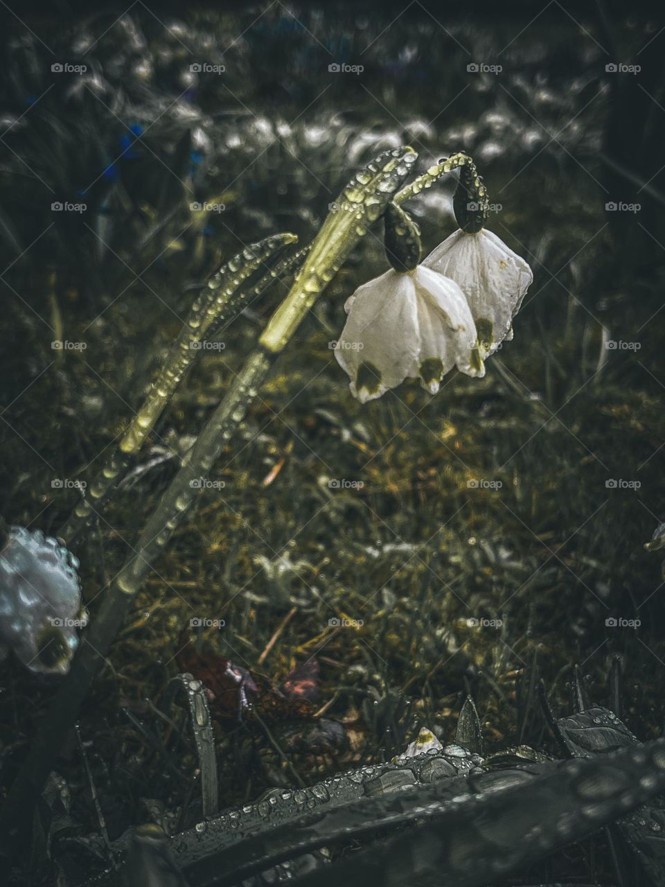 Snowdrops after rain 