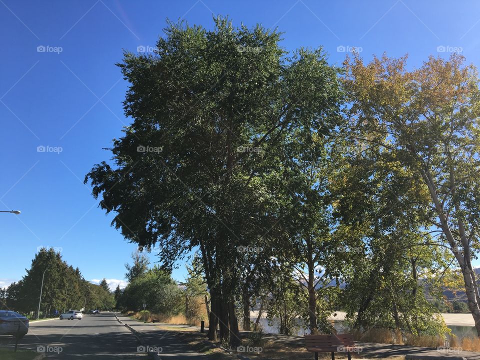 Beautiful large trees 