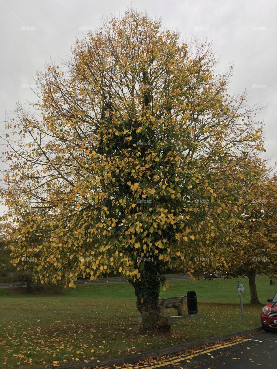 Russet autumn tree