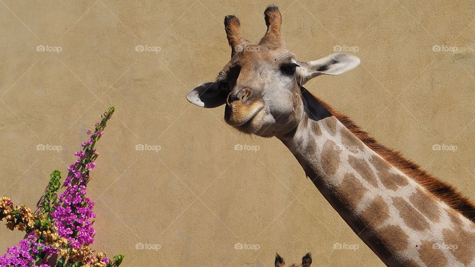 Giraffe