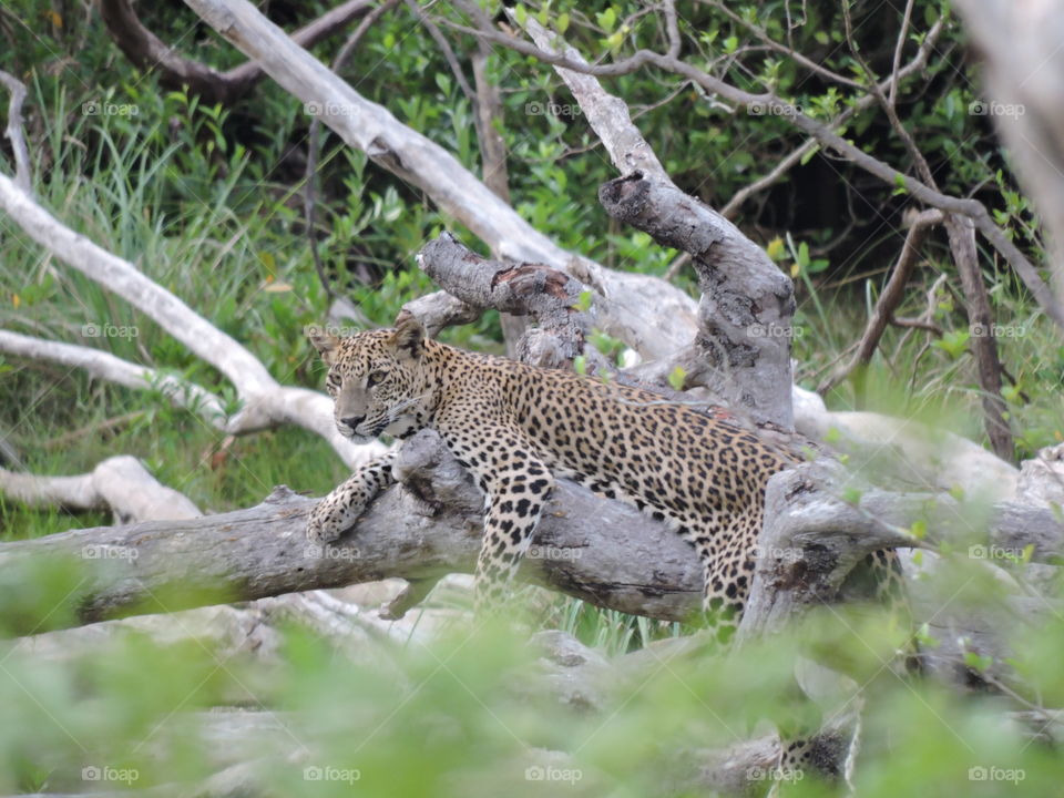 yala leopard