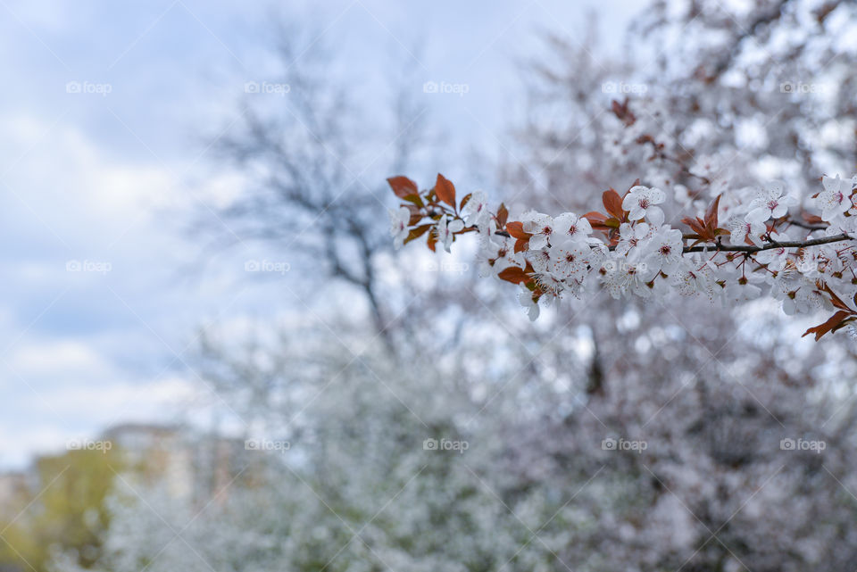 Winter, Frost, Snow, Tree, Nature