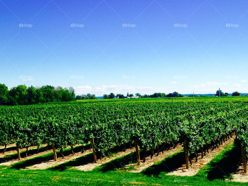 View of vineyard 