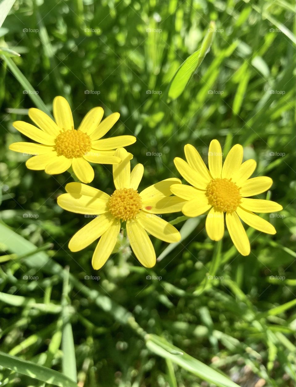 Yellow 
daisies wildflowers