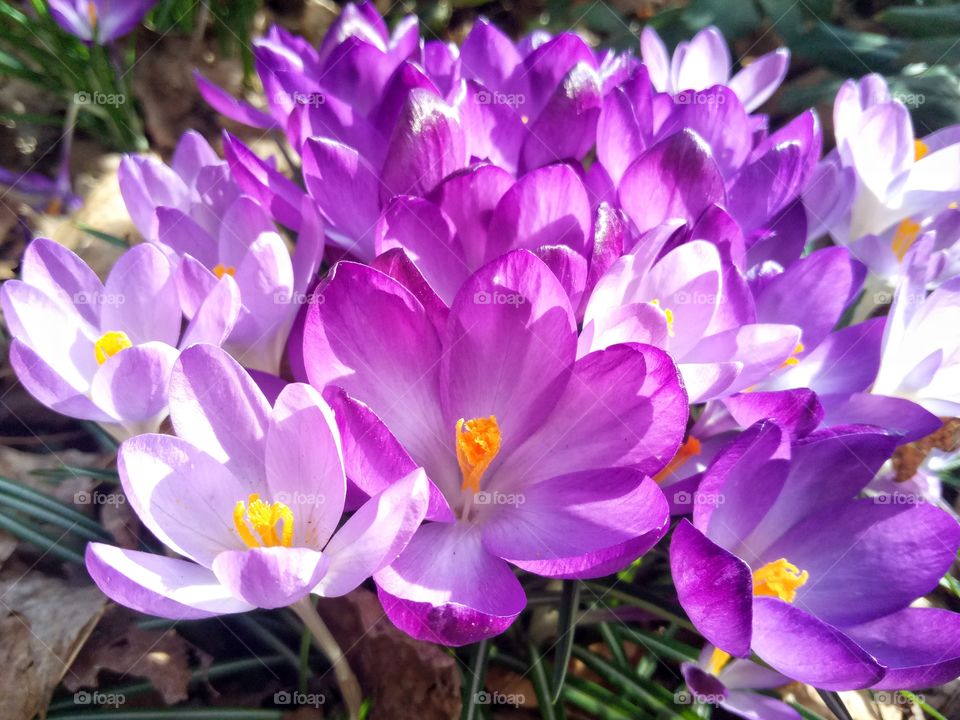 crocus flowers in the fields