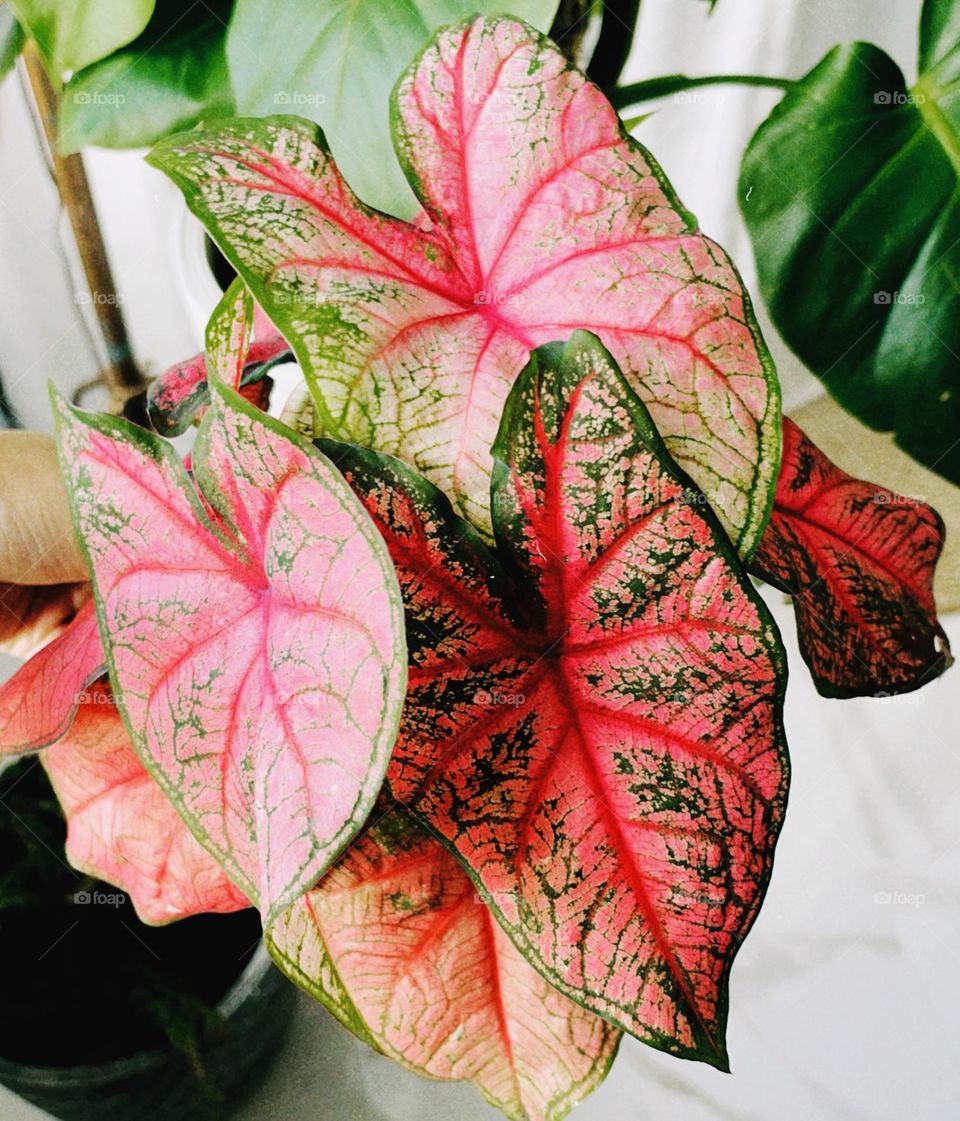 Caladium