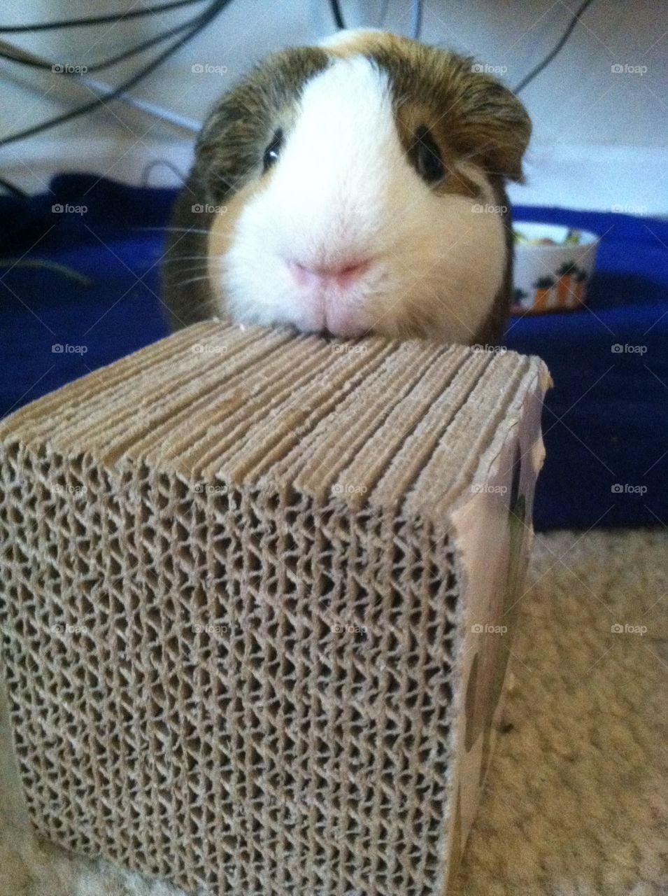 Little boy guinea pig 