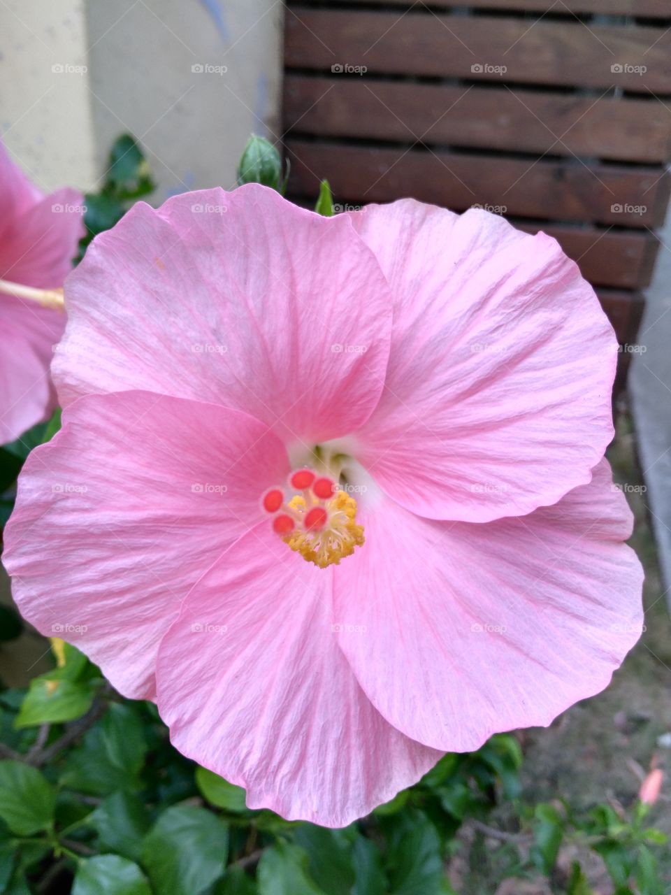 Pink flower