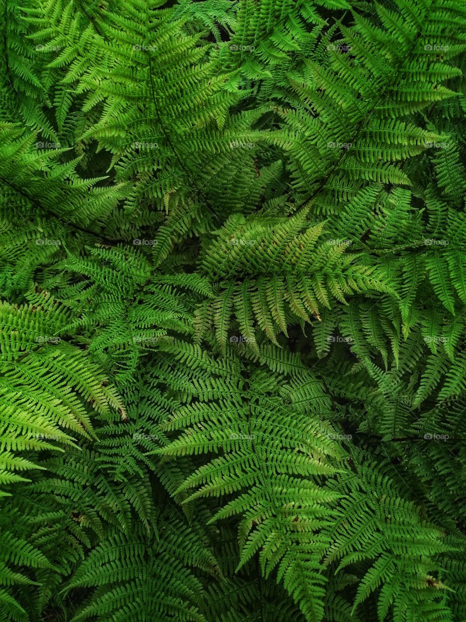 The magnificent leaves of Fern.