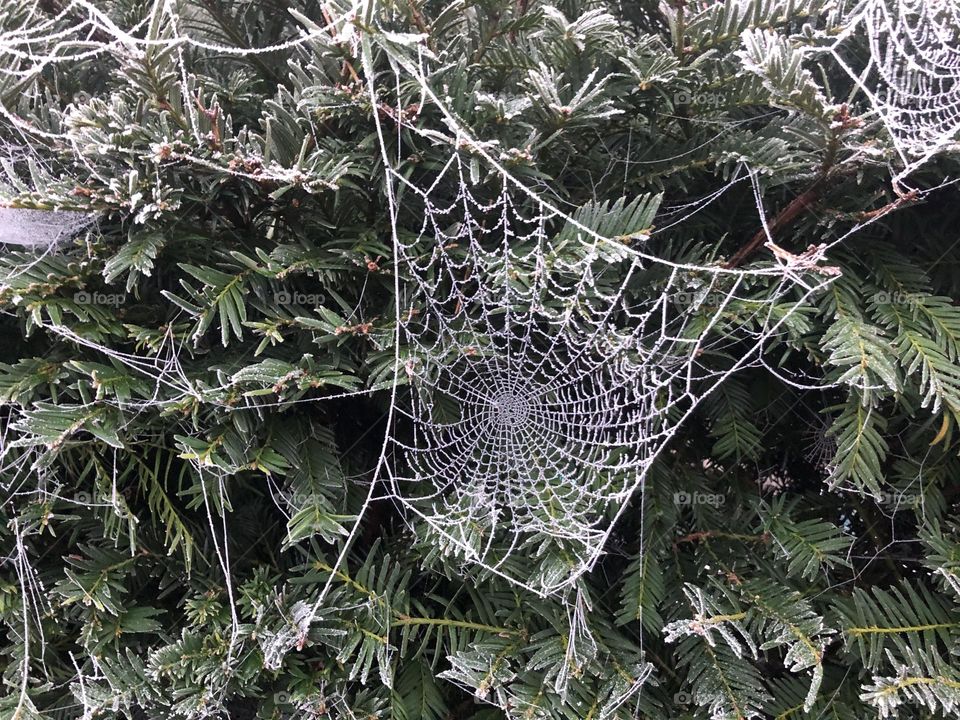 Spiders web