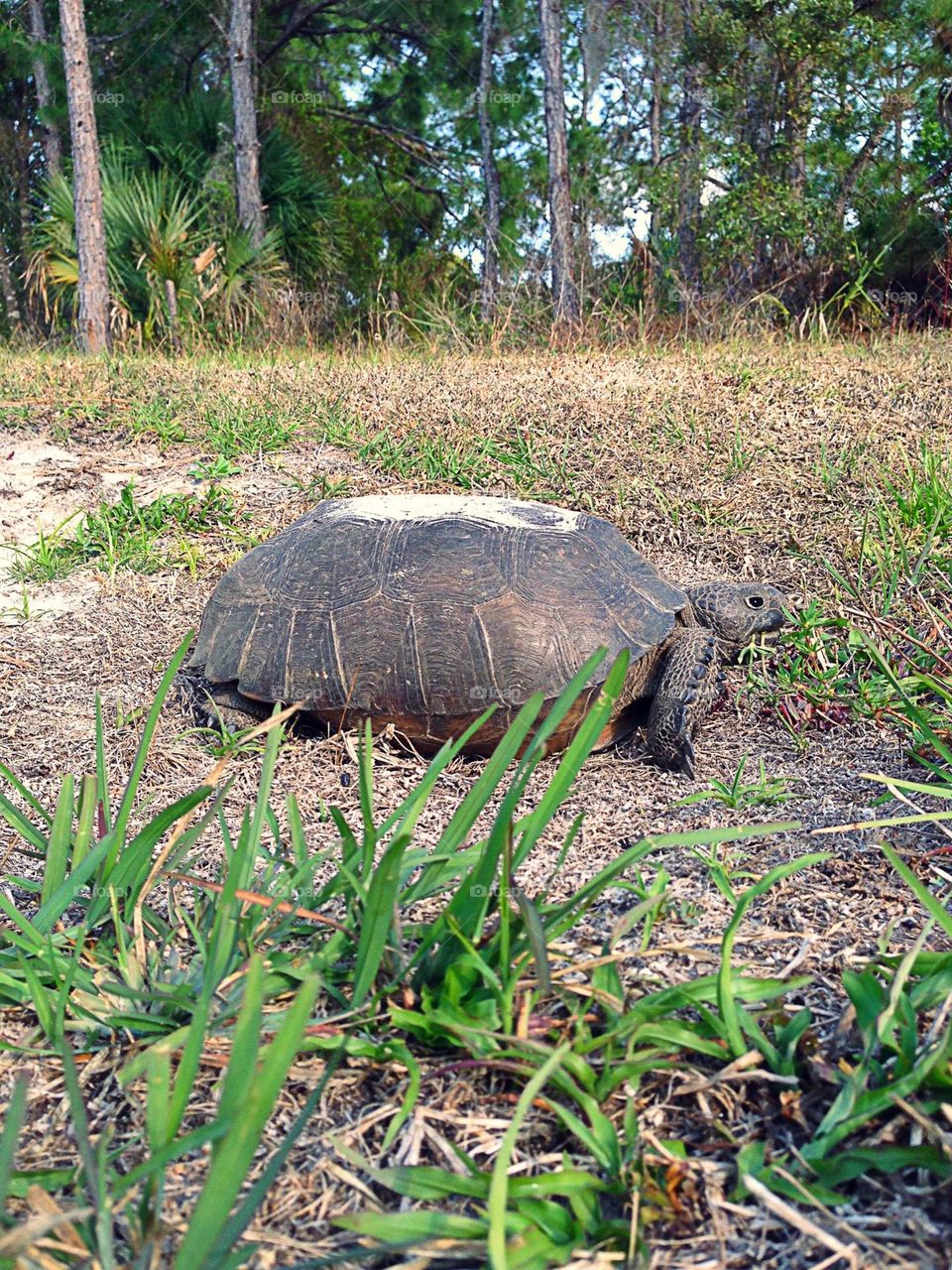 Unique neighbor-the Gopher Tortoise.