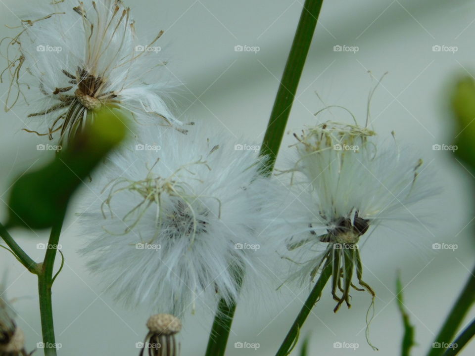 Detailed white dandelion flower / weed.