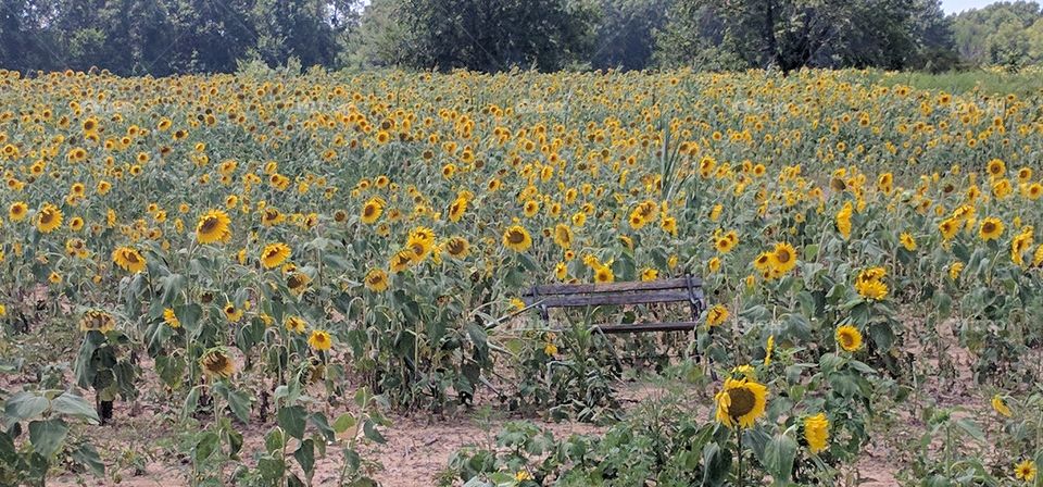 Happy sunflowers