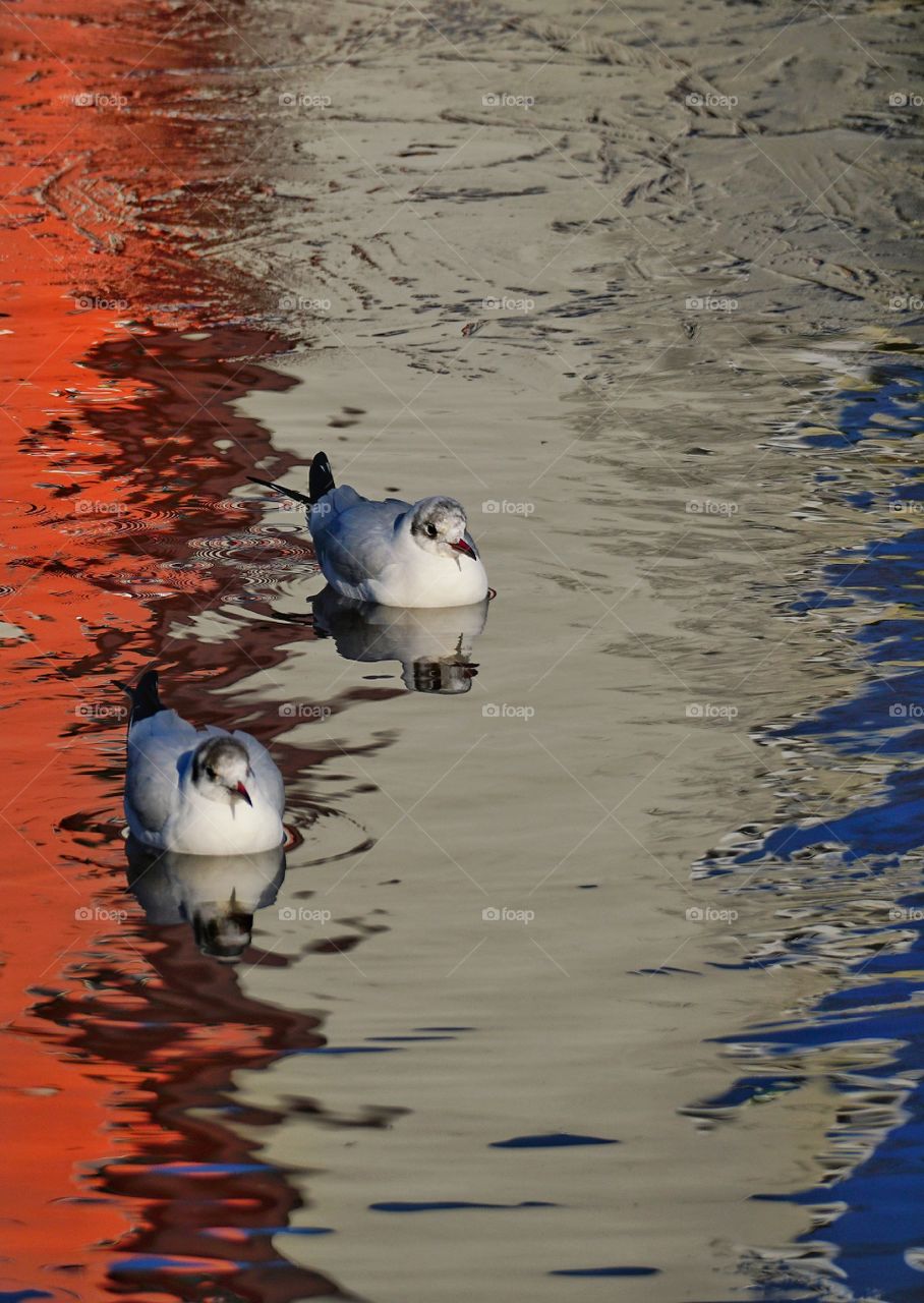 Gulls floating