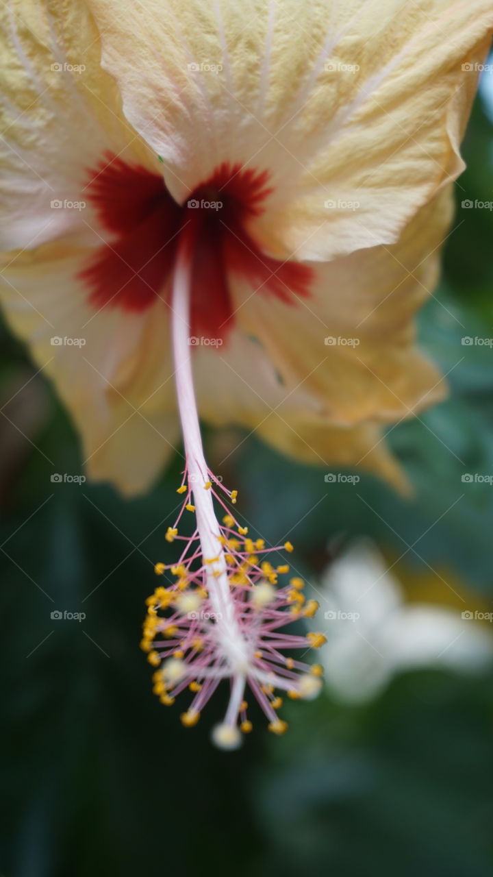 mandara flower