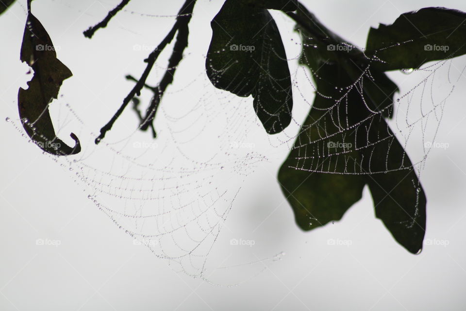 web