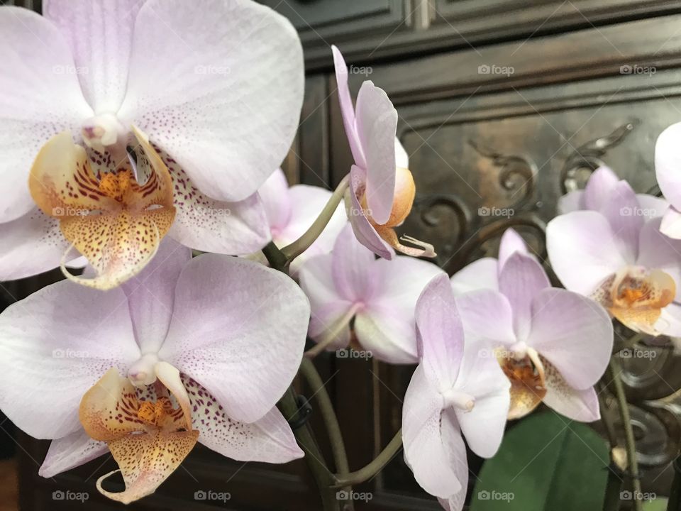 My blooming orchids 