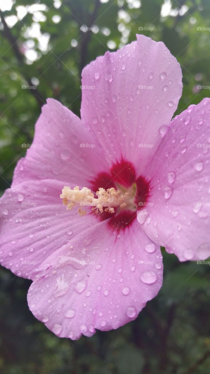 rainshower flower