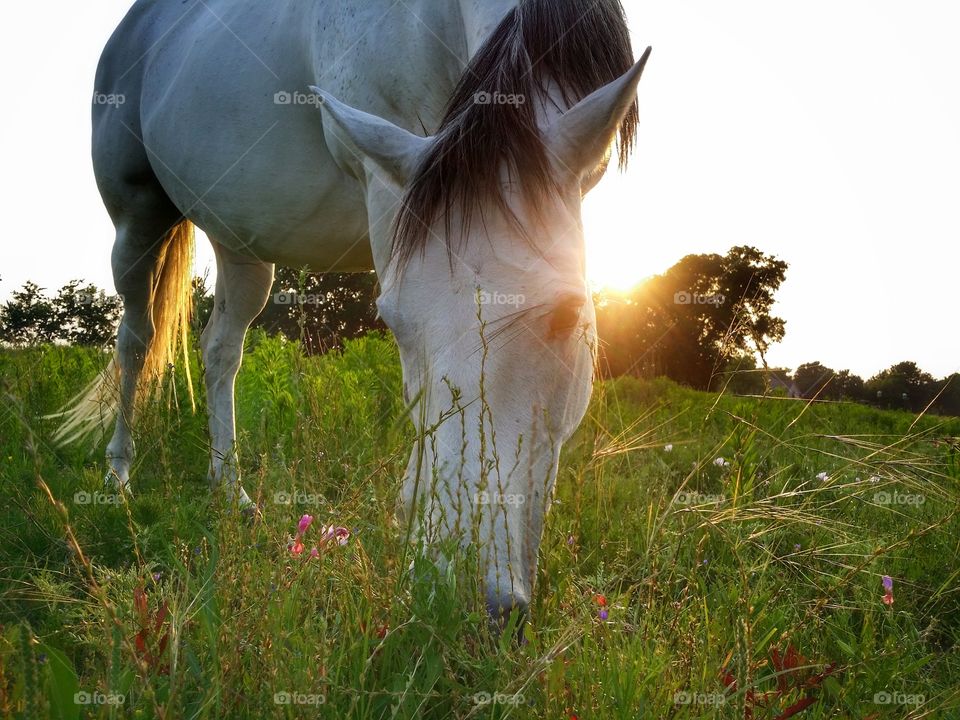 Summer Grazing