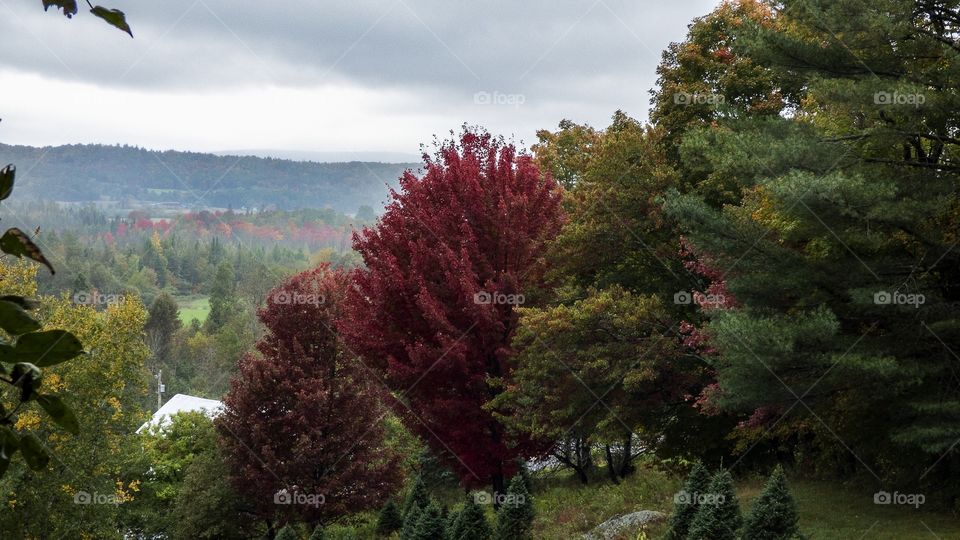 Vermont fall and autumn trees different red, green, yellow, orange colored leaves. Fall and autumn landscape mountain landscape with far view. Cloudy day landscape Vermont mountains