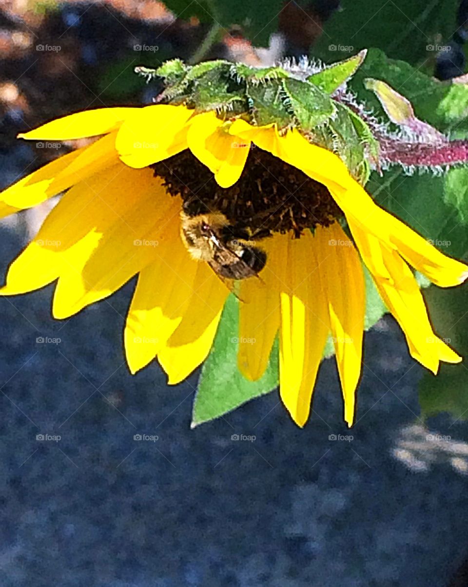 Happy Sunflowers 