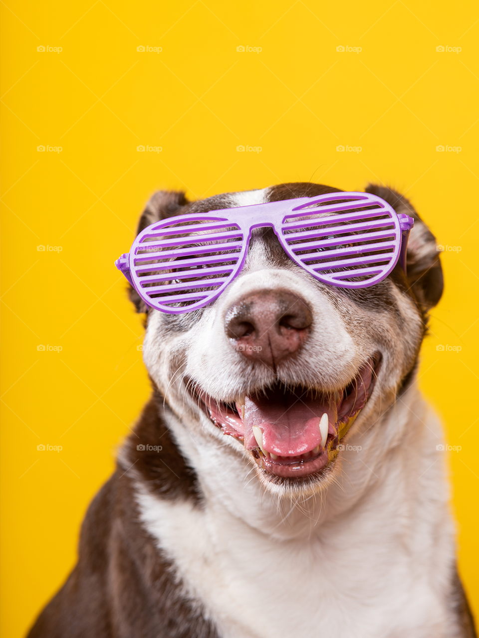 Dog with purple glasses with a yellow background