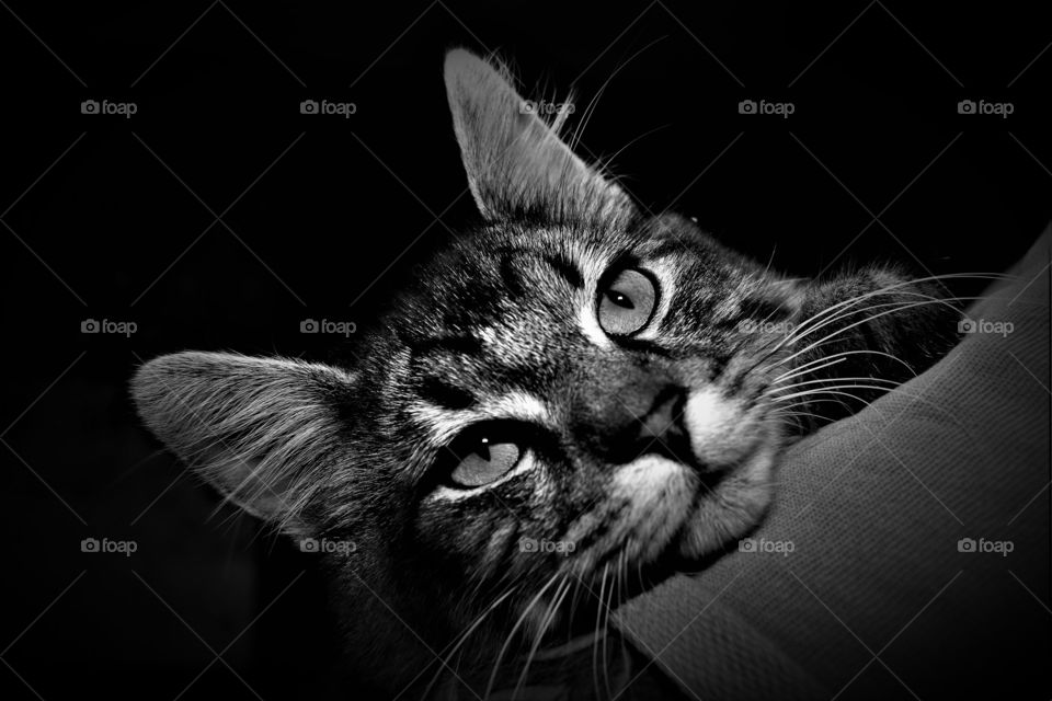 relaxed tabby cat close up portrait in black and white