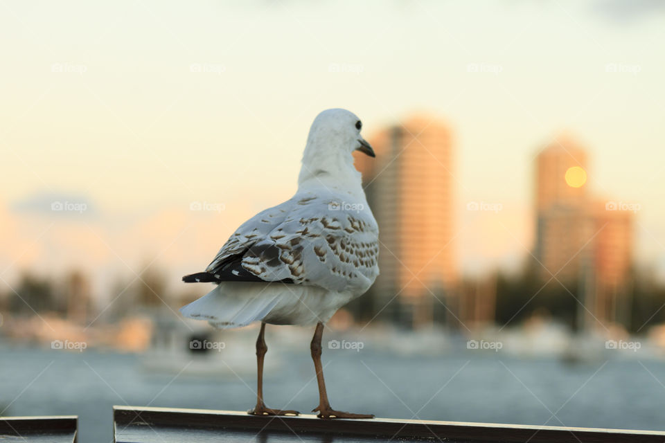 Seagull at Dusk