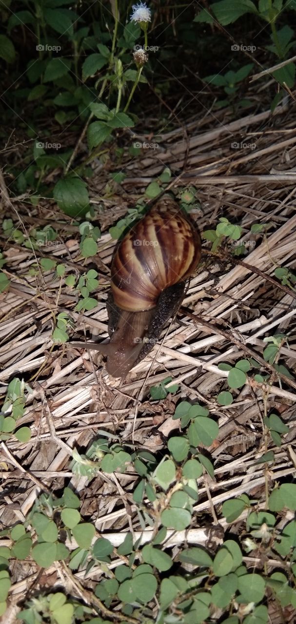 Land Snail / Snail (Achatina fulica) - Snails belong to the Achatinidae tribe with the order Sytromatophora. Currently the snail has spread throughout the world and is usually found in humid places.
