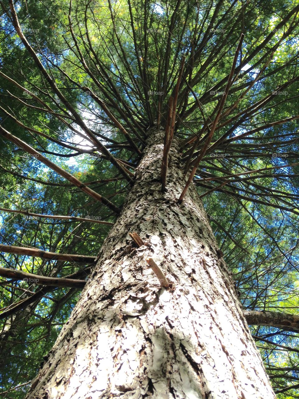 Maine Ancient Huge Pine Tree. Hiking in Maine woods we found a sunlit pine tree. The top was living & the lower branches were broken, shaded & dark!