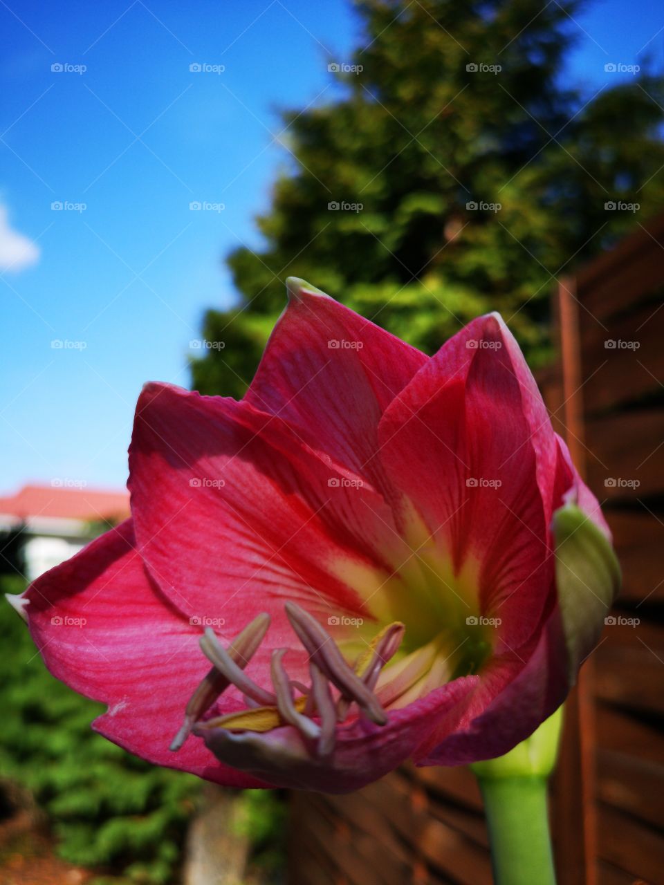 Beautiful pink flower in spring and sunny day