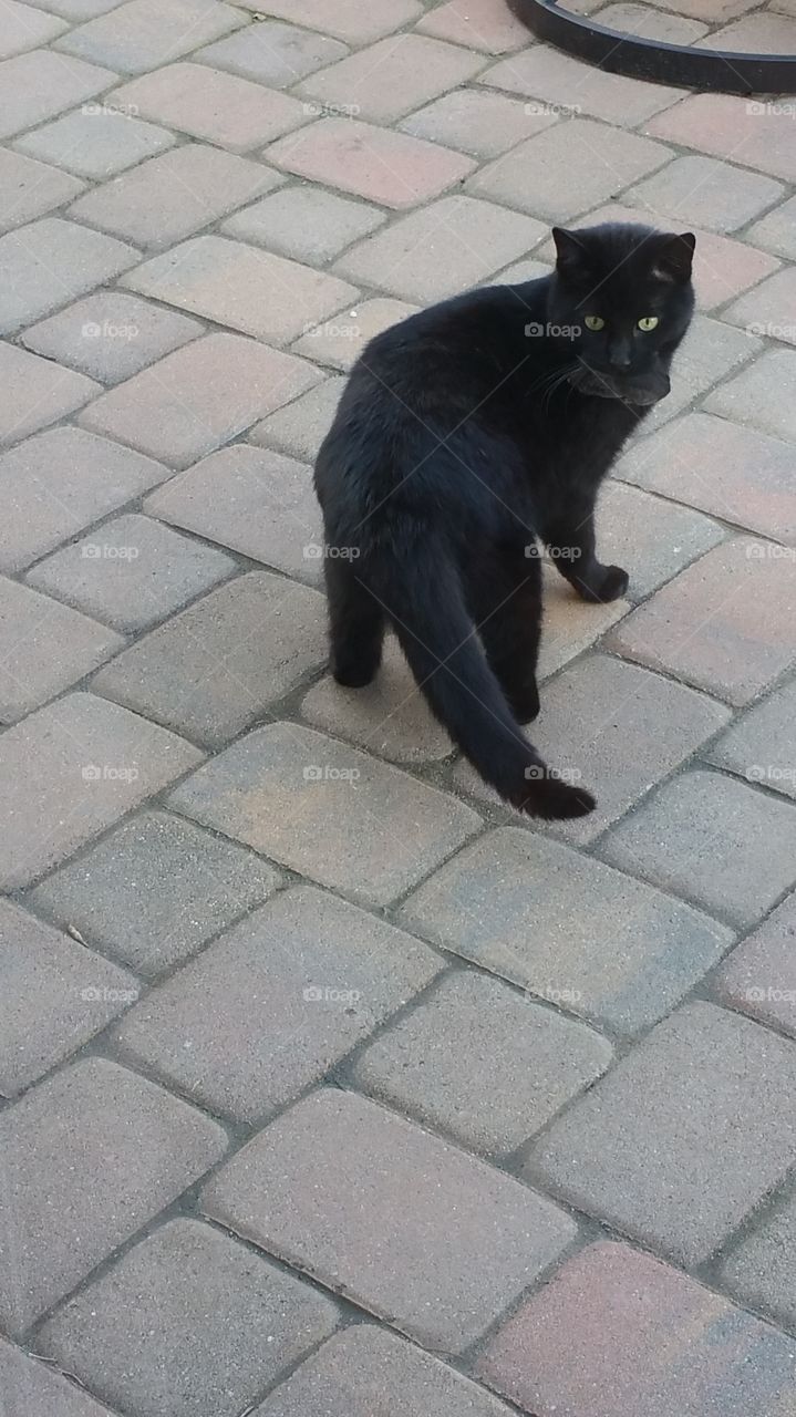 fearless hunter. feral cat brought home a mole