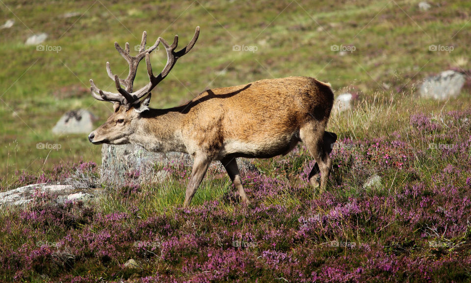 Stag