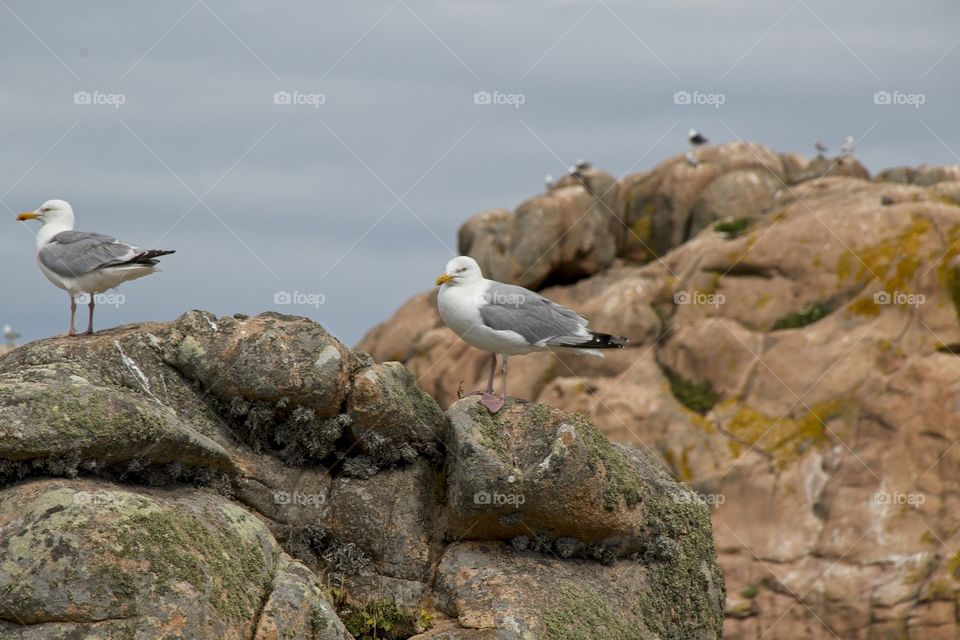 seagull on the rocks